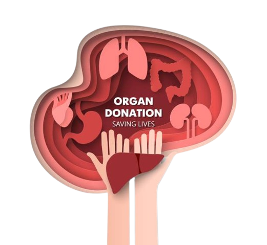 Organ Donation Illustration